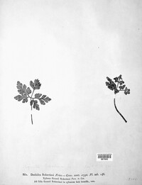 Coleroa robertiani image